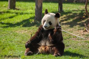 Grand panda de Chine