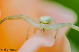 photo-thomise-araignée