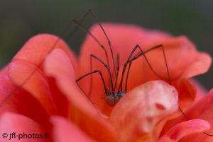 photo araignée
