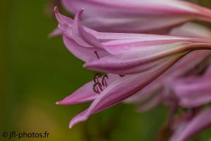 Profil de fleur