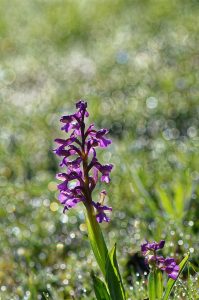Orchis bouffon : Orchidée