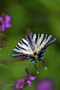 photo-papillon-flambe-ailes