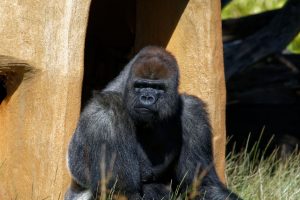 Zoo de la Palmyre : gorille