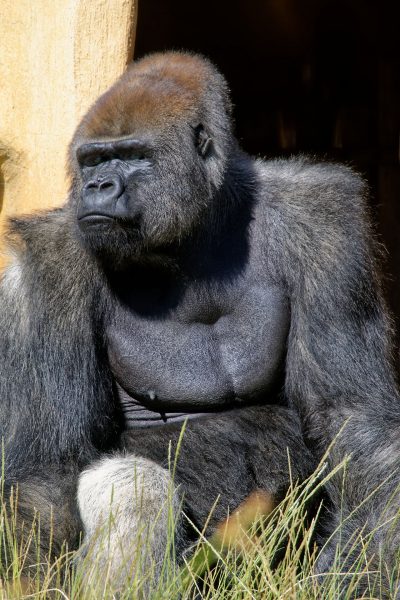 Zoo de la Palmyre : gorille