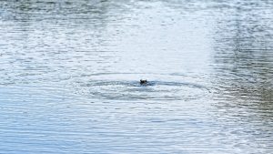 Vibrations du chant d'une grenouille dans l’eau