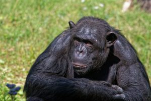 Zoo de la Palmyre : chimpanzé