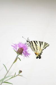 Papillon Flambé