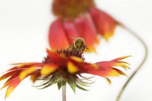 Estampe d'abeille