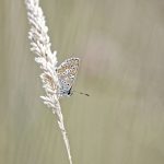 Azuré sur graminé