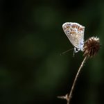 Azuré sur fond sombre