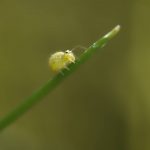 Collembole sur brin d'herbe