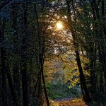 Fin de journée en campagne