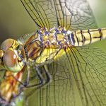 Détails d'une libellule
