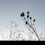 Fleurs séchées en contre jour