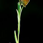 Hespérie de la Houque