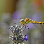 Libellule sur fond coloré