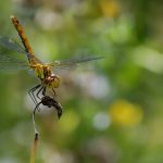 Pose originale d'une libellule