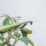 Mante religieuse de profil