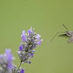 Moro sphinx et sa trompe