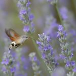 Moro sphinx et lavandes