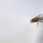 Mouche sur fond blanc
