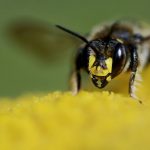 Mâchoires d'une abeille solitaire
