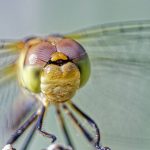 Portrait d'une libellule