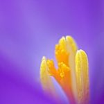 Crocus