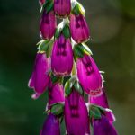 Digitale en contre jour