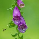 Digitale et insecte en vol