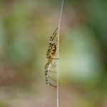 Argiope frelon de profil