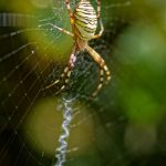 Argiope en macro