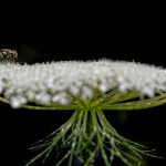 Mouche sur Ombellifère