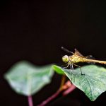 Libellule prête au départ