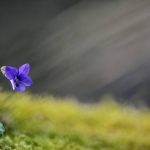 Solitude